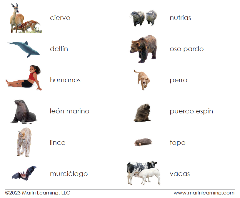 Spanish Mammals 3-Part Cards - Maitri Learning