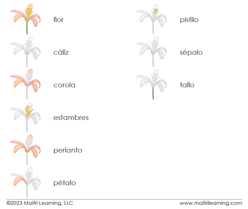 Spanish Parts of the Flower (Dicot) 3-Part Cards - Maitri Learning