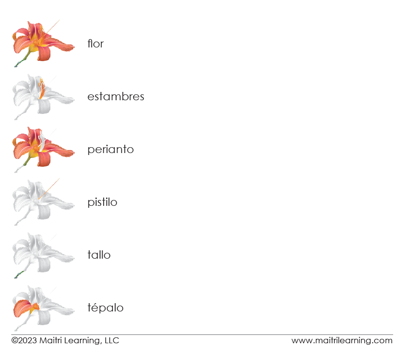 Spanish Parts of the Flower (Monocot) 3-Part Cards - Maitri Learning