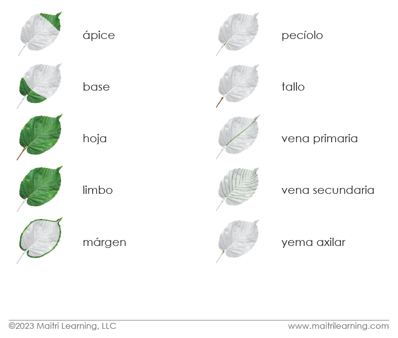 Spanish Parts of the Leaf 3-Part Cards - Maitri Learning