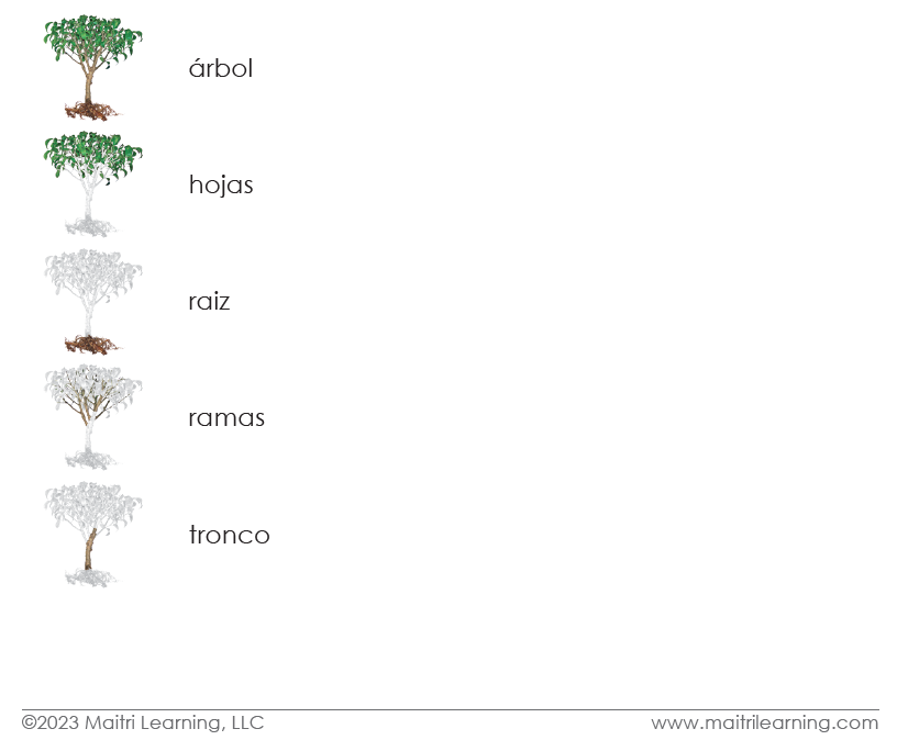 Spanish Parts of the Tree 3-Part Cards - Maitri Learning
