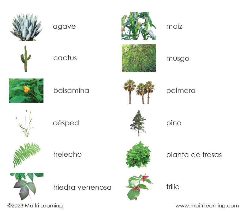 Spanish Plant Kingdom 3-Part Cards - Maitri Learning