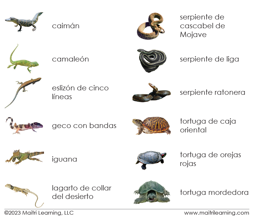 Spanish Reptiles 3-Part Cards - Maitri Learning
