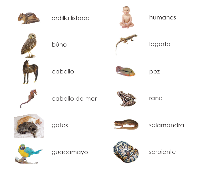 Spanish Vertebrates 3-Part Cards - Maitri Learning