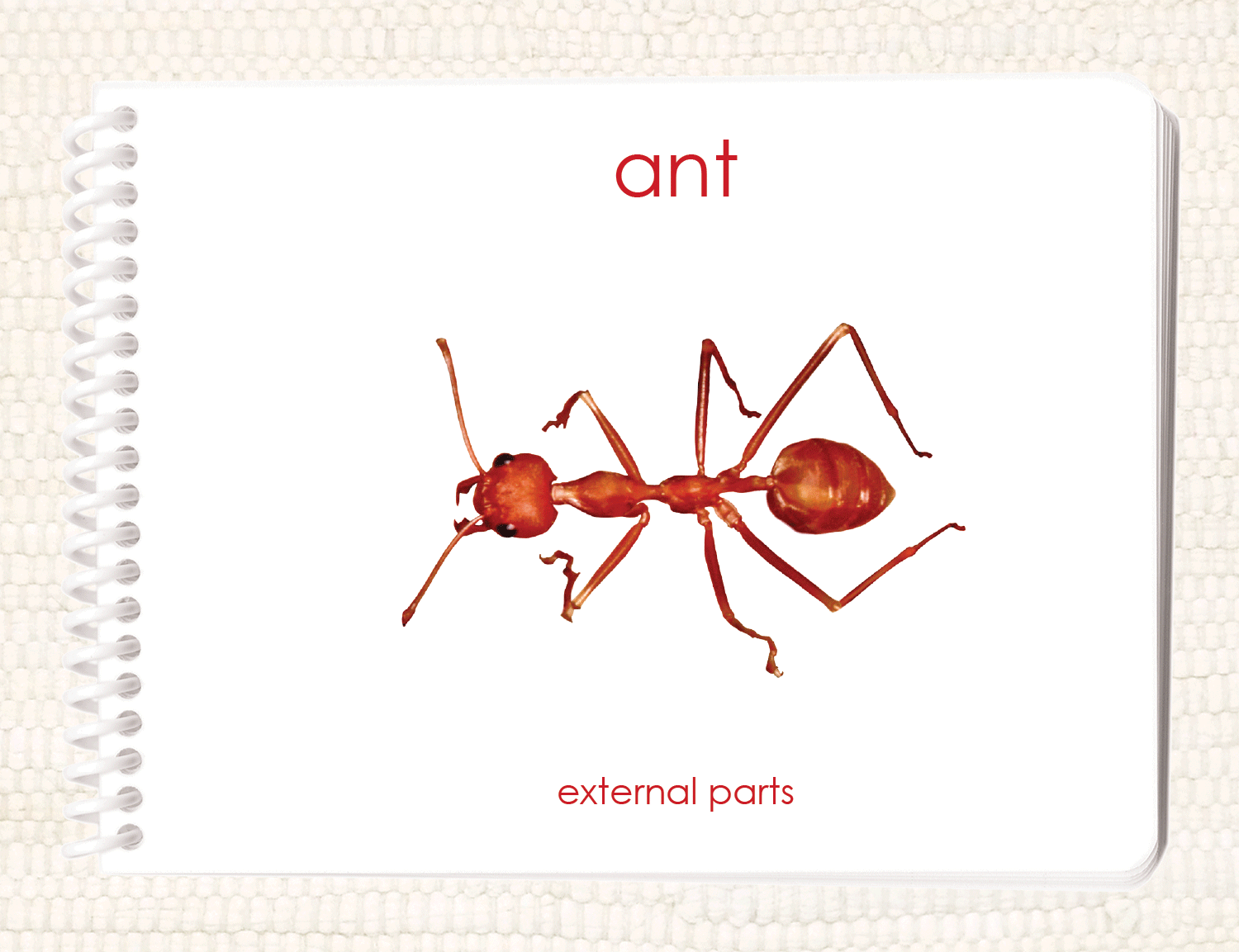 "Parts of" the Ant Book - Maitri Learning
