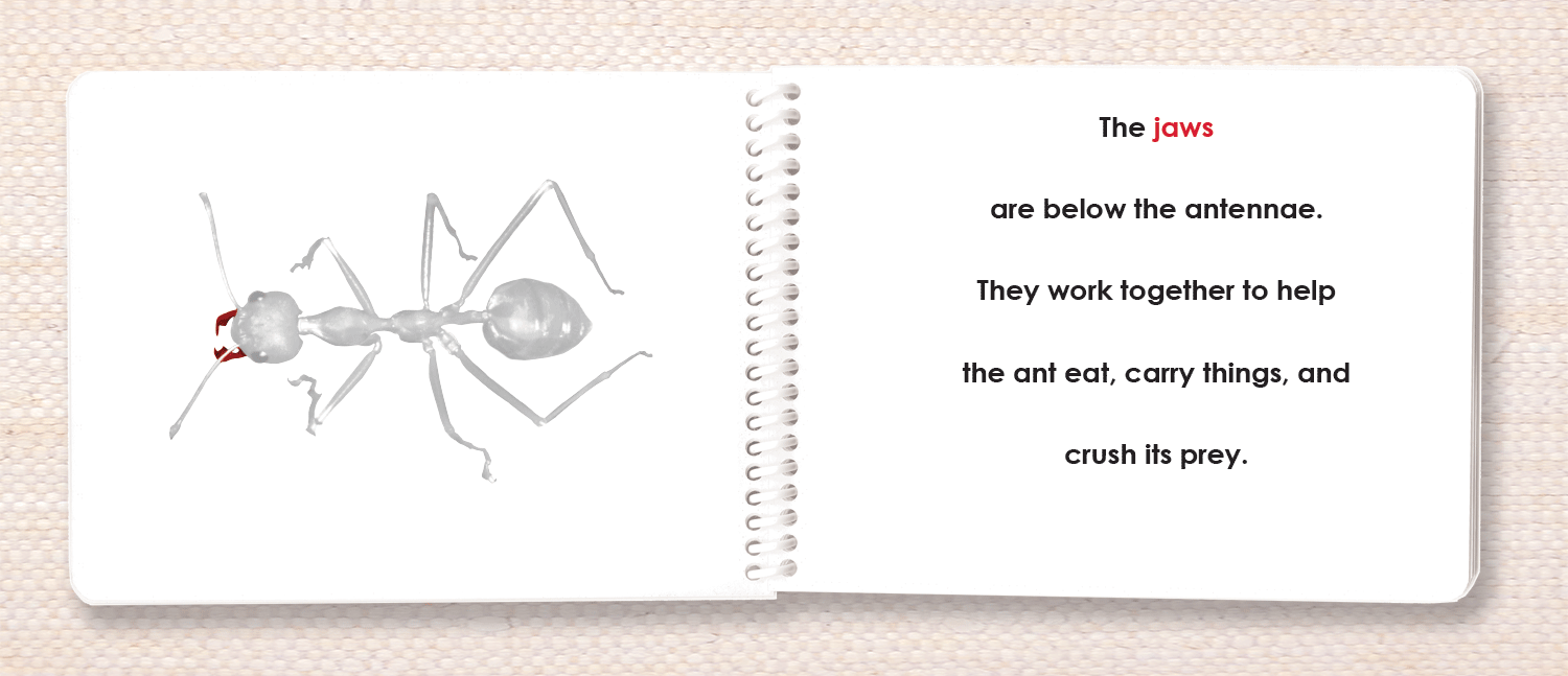 "Parts of" the Ant Book - Maitri Learning