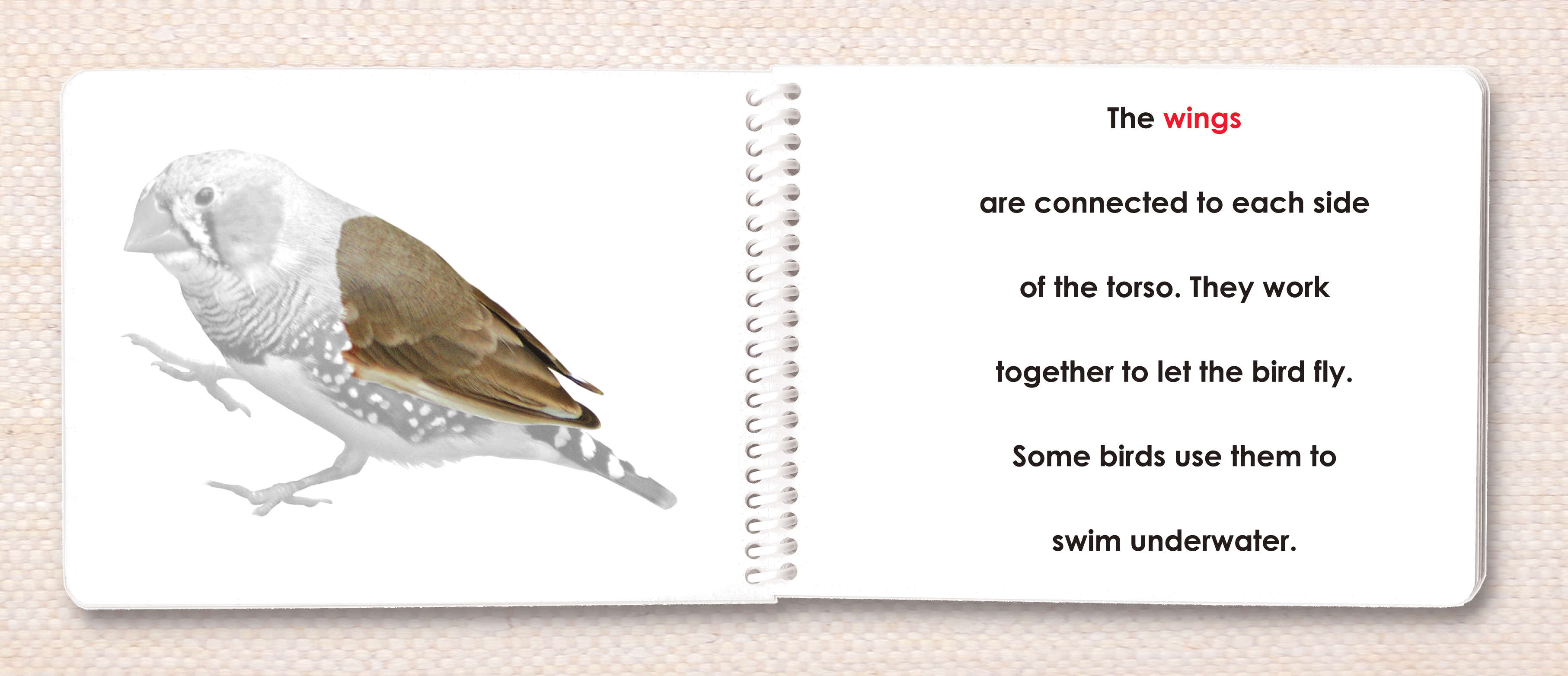 Vertebrates "Parts of" Book Set - Maitri Learning
