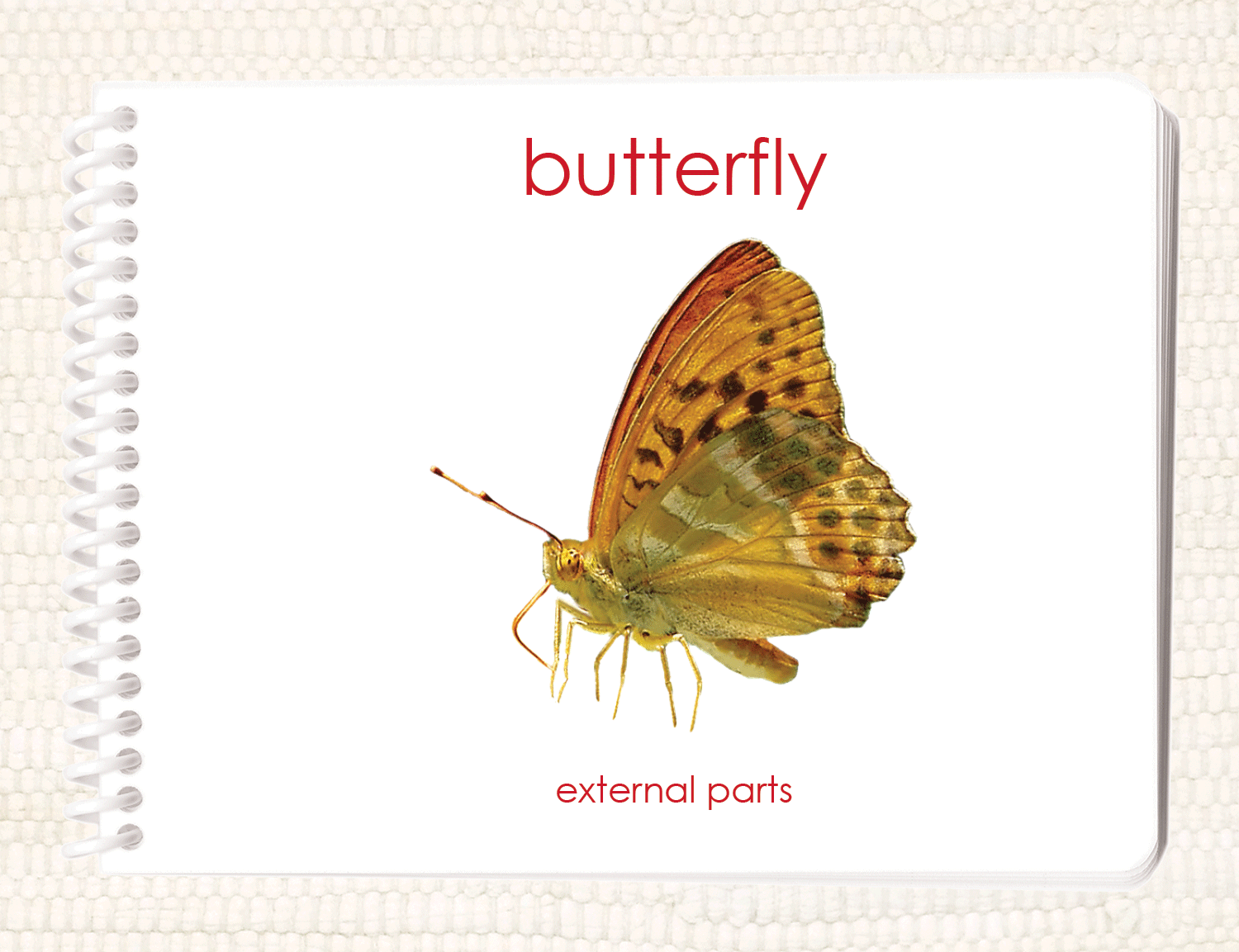 "Parts of" the Butterfly Book - Maitri Learning