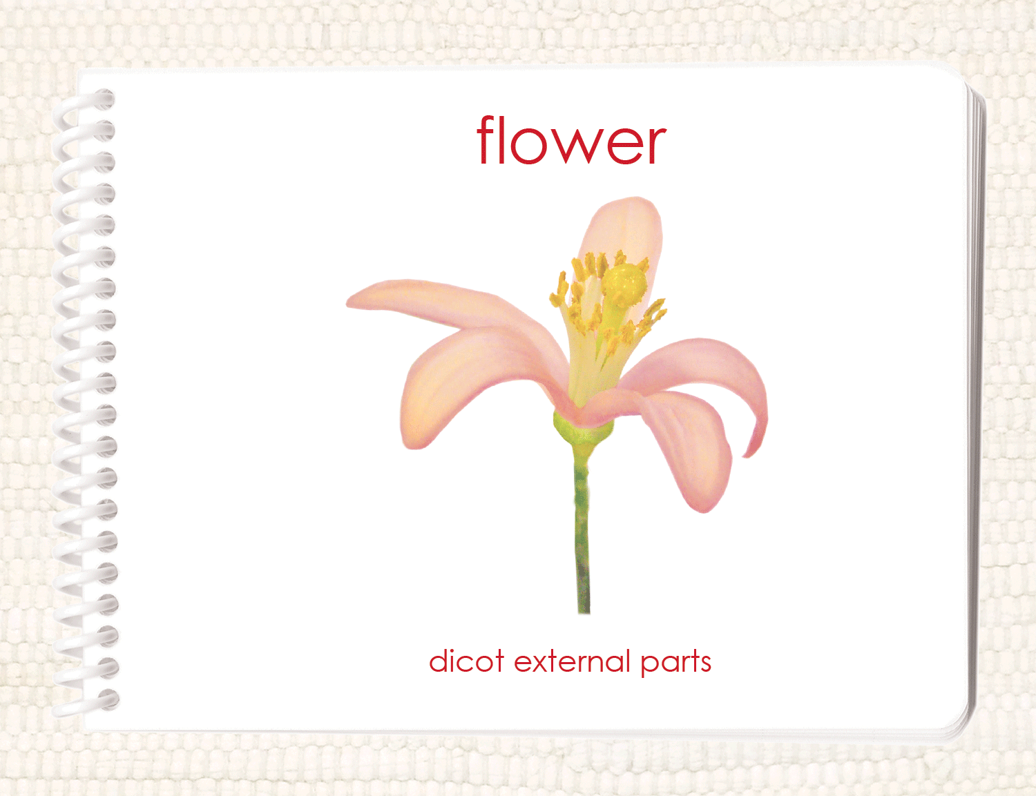 "Parts of" the Flower (Dicot) Book - Maitri Learning