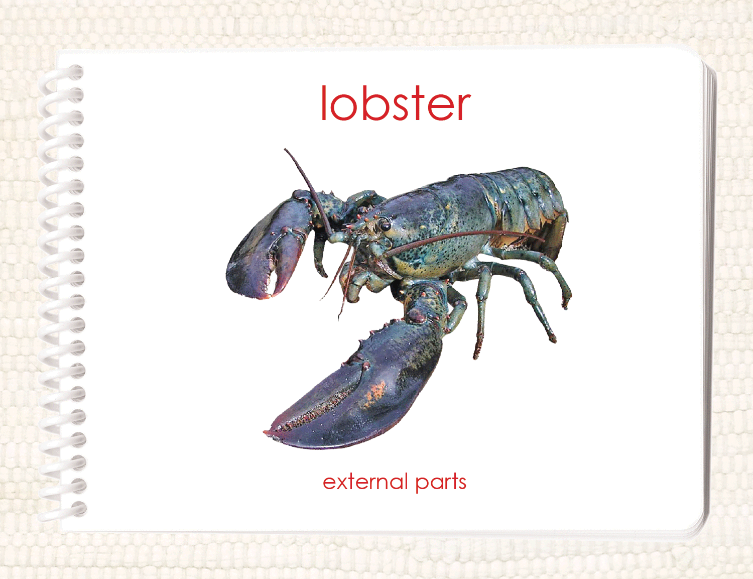 "Parts of" the Lobster Book - Maitri Learning