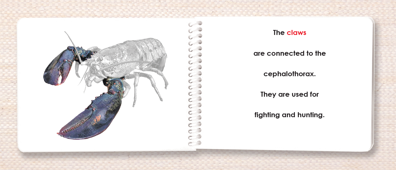 "Parts of" the Lobster Book - Maitri Learning