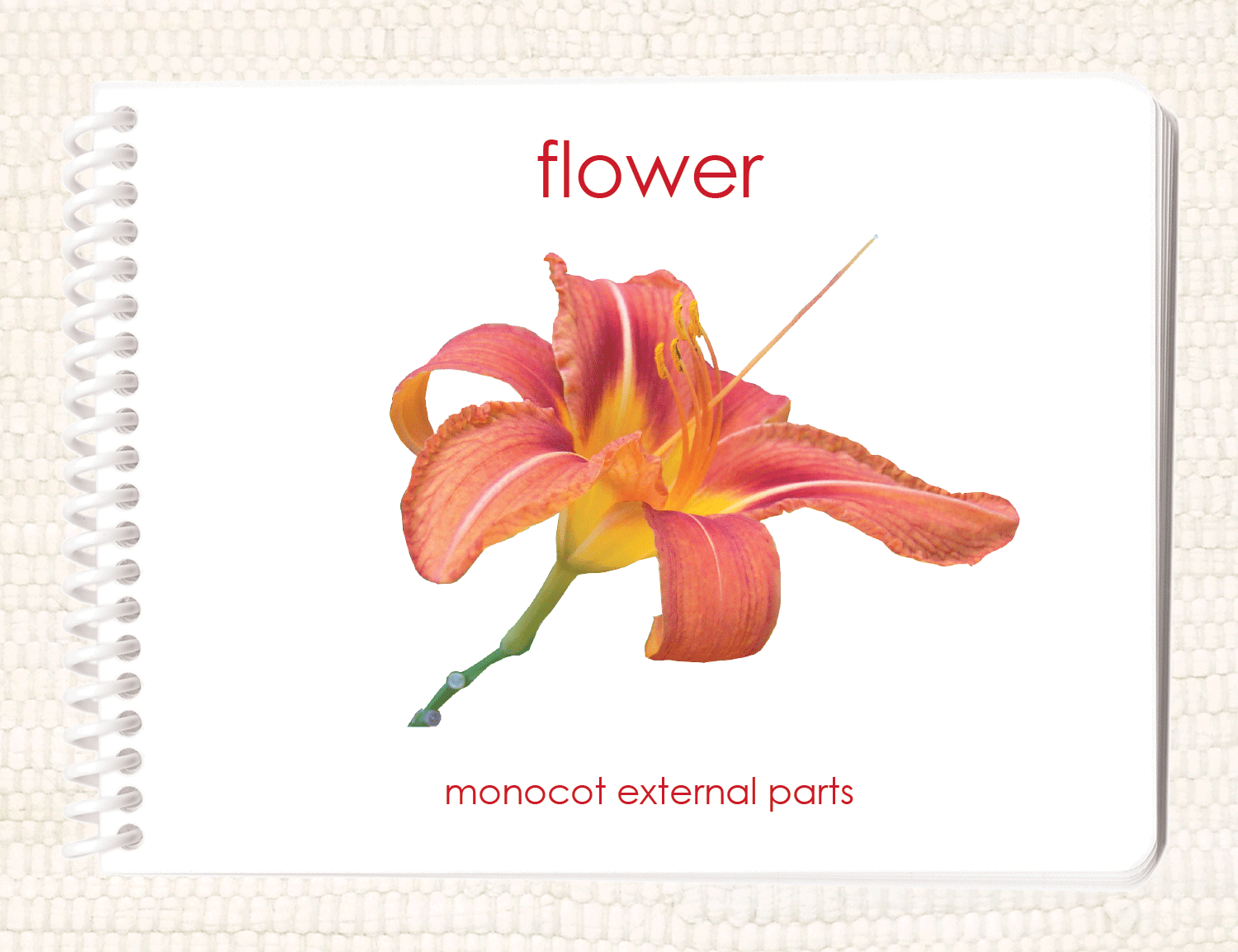 "Parts of" the Flower (Monocot) Book - Maitri Learning