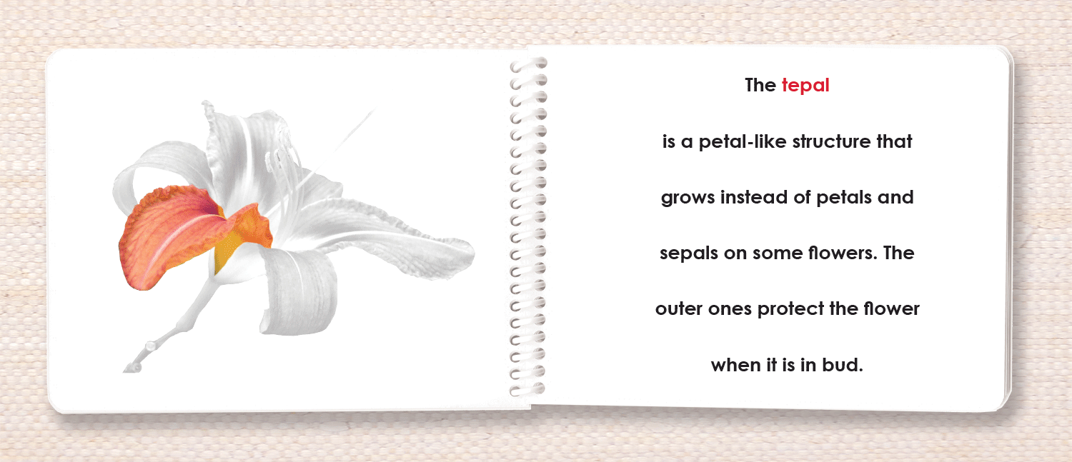 "Parts of" the Flower (Monocot) Book - Maitri Learning
