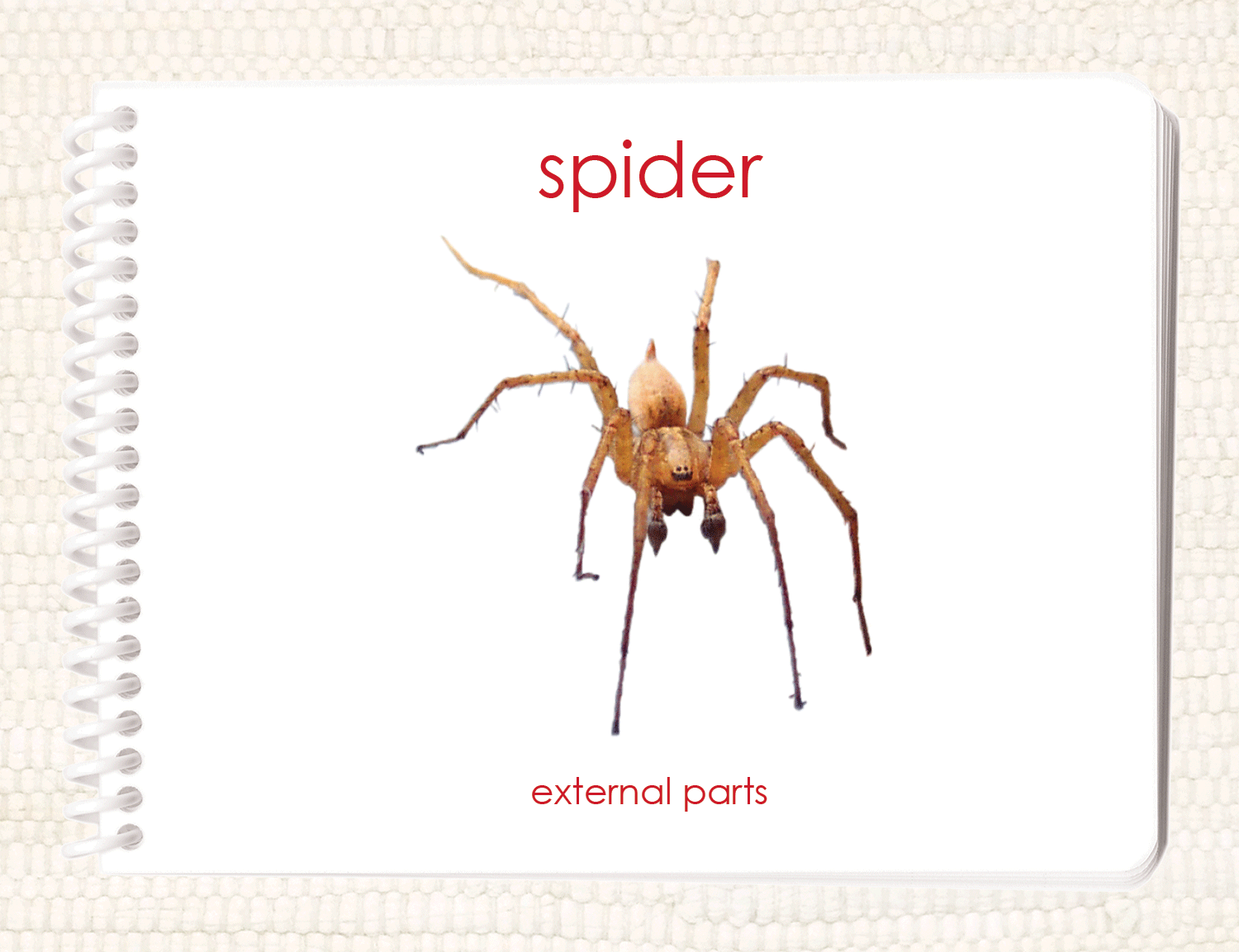 "Parts of" the Spider Book - Maitri Learning