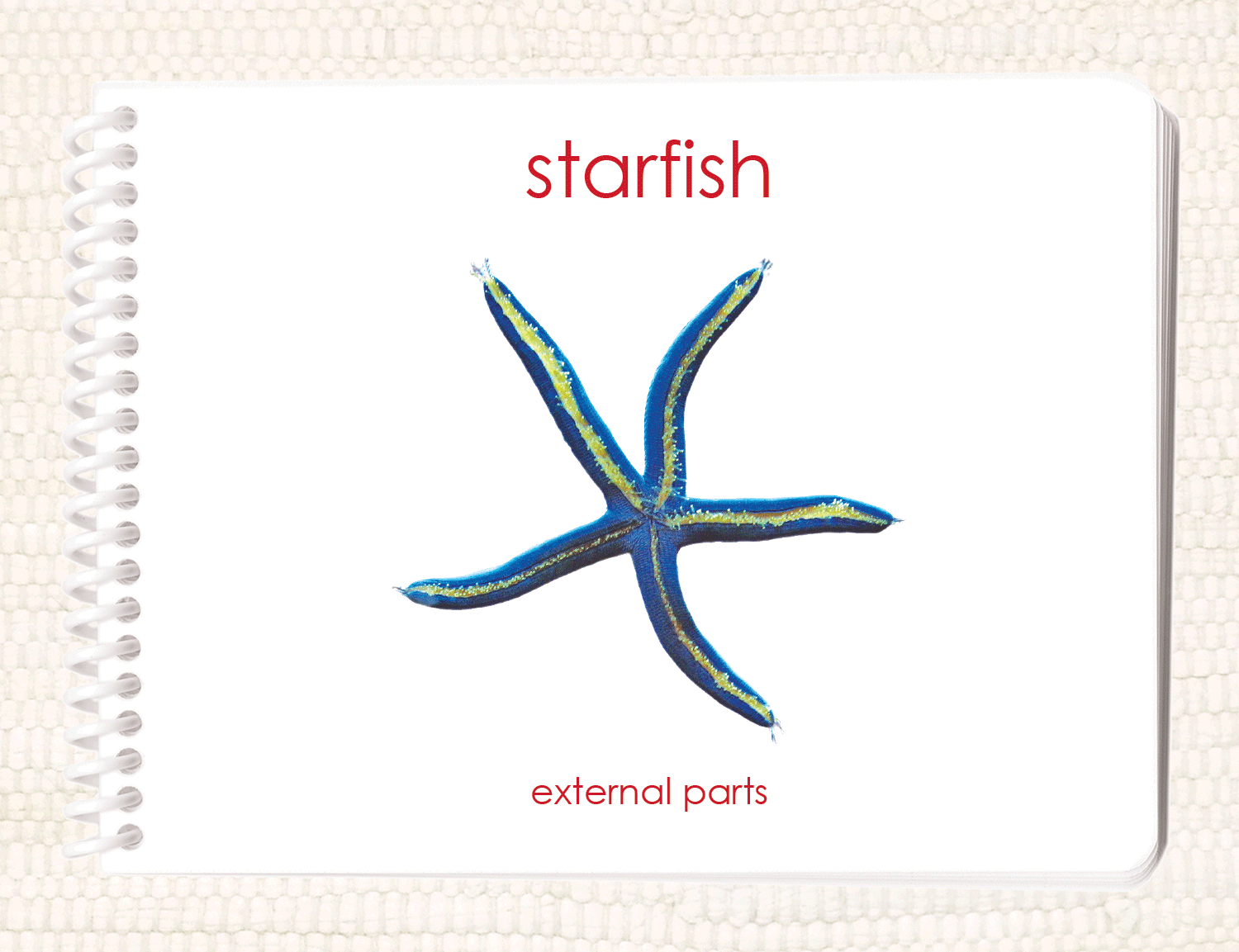"Parts of" the Sea Star Book - Maitri Learning