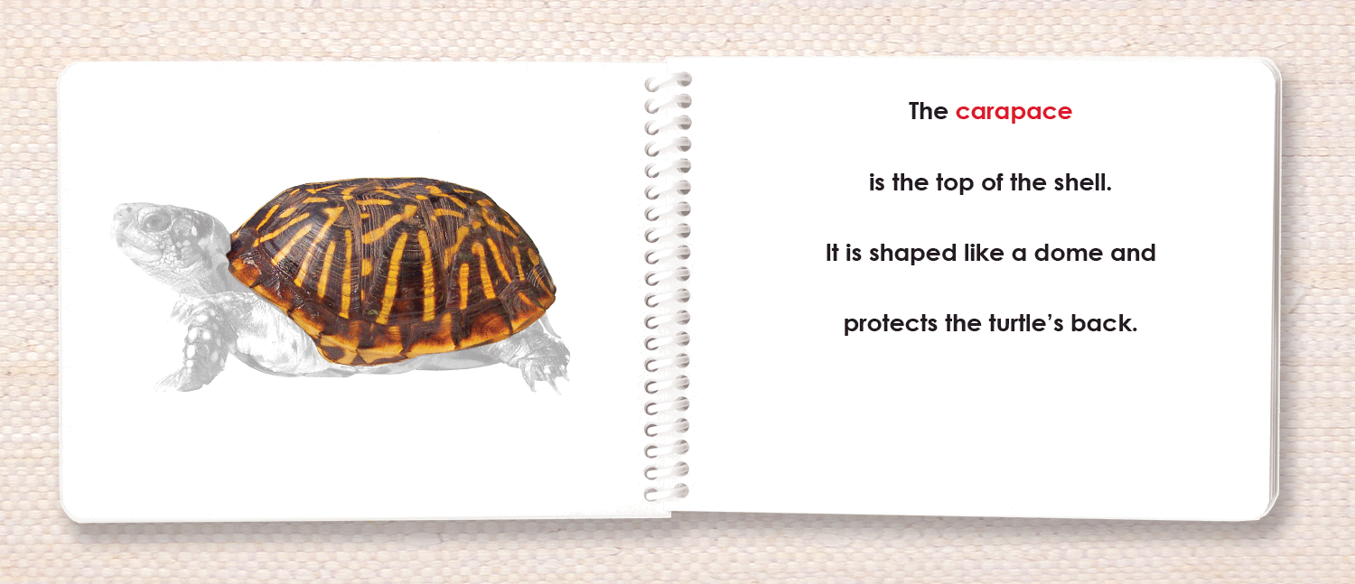 Vertebrates "Parts of" Book Set - Maitri Learning