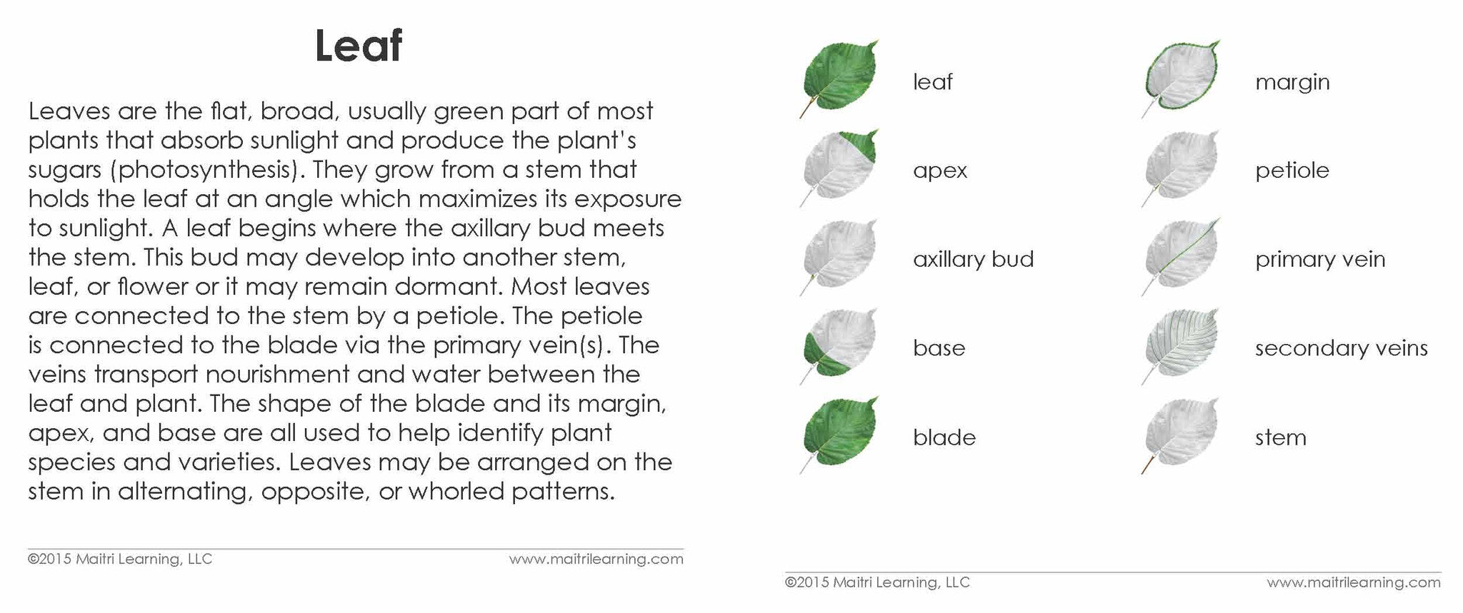 "Parts of" the Leaf<p>3-Part Reading - Maitri Learning