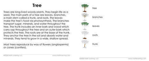 "Parts of" the Tree<p>3-Part Reading - Maitri Learning