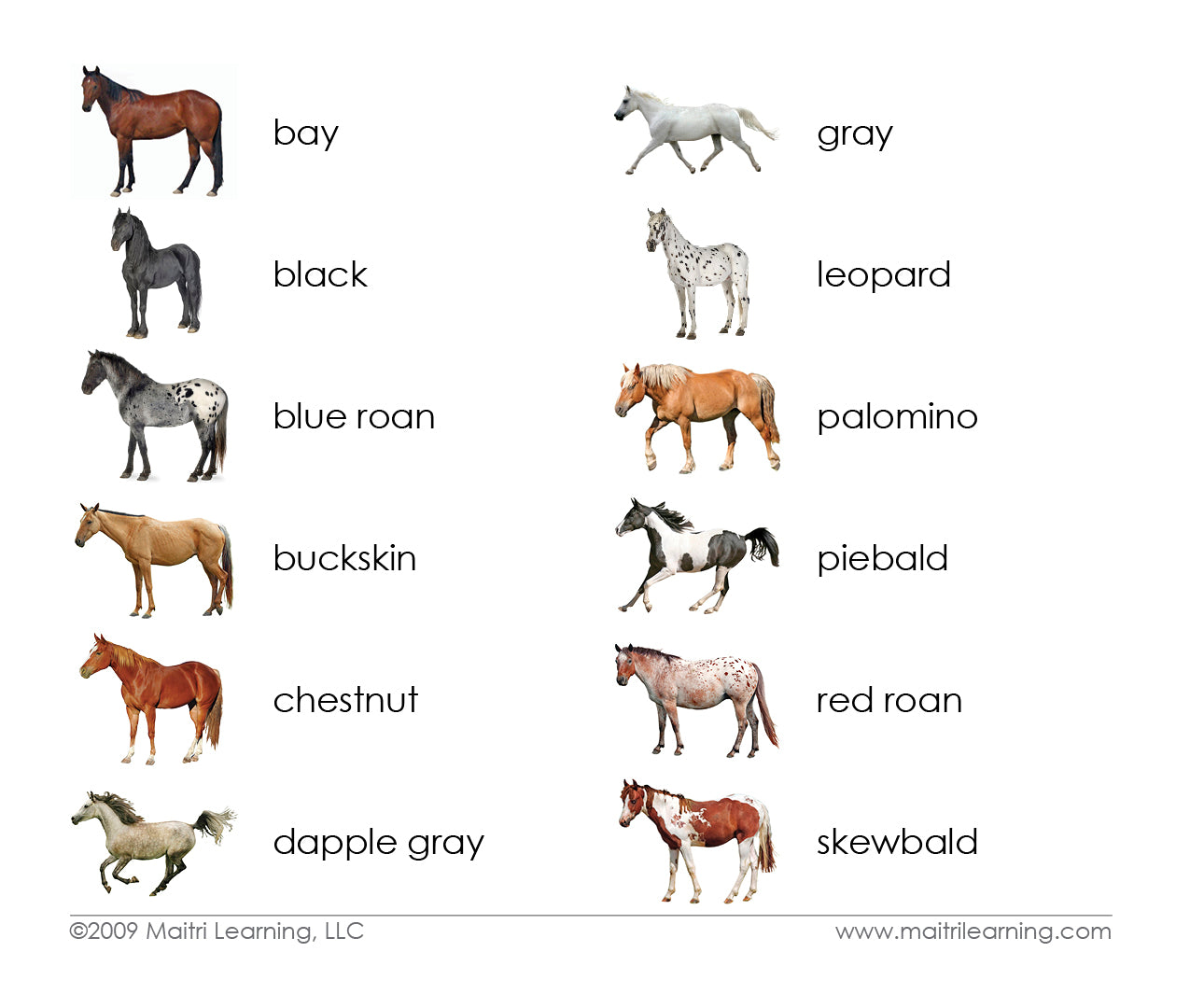 Horses (Coat Colors) Book & Card Set - Maitri Learning