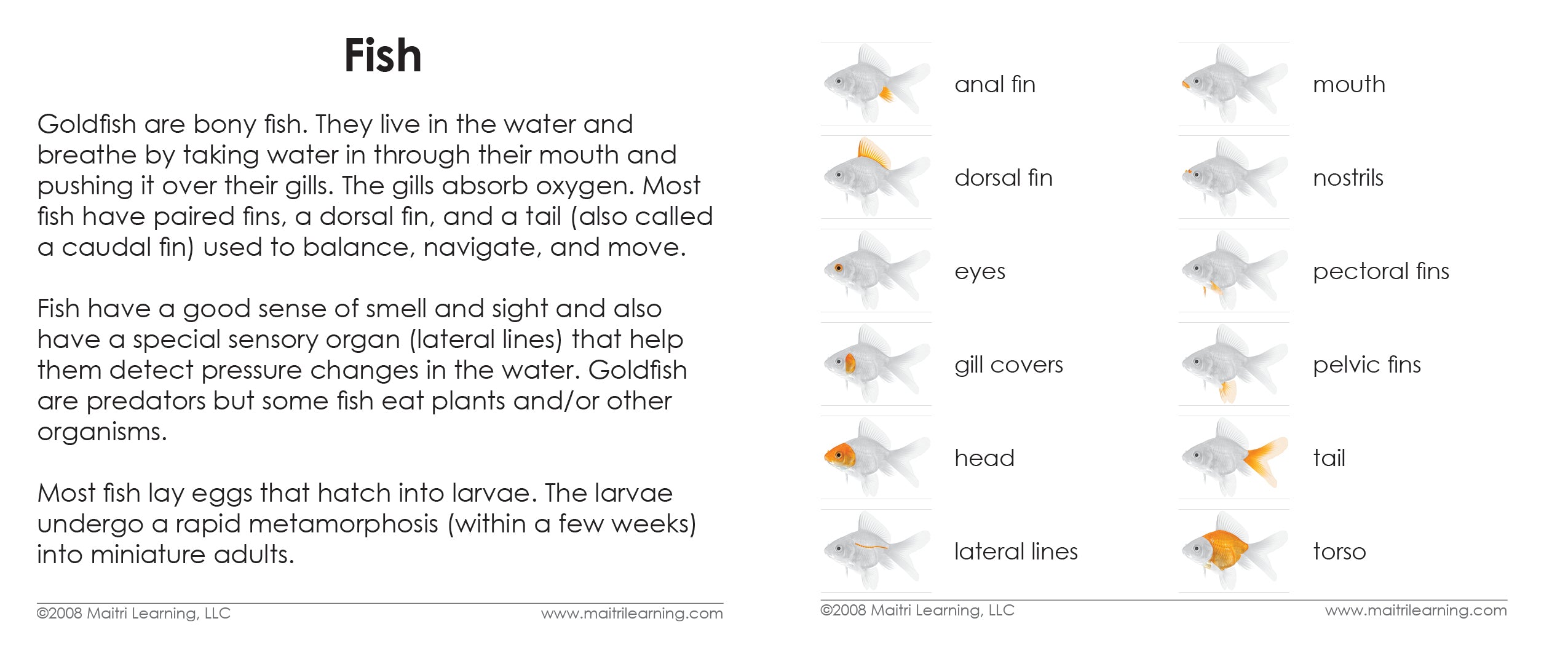 Imperfect Parts of the Fish Book - Maitri Learning