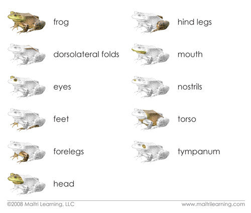 Imperfect "Parts of" the Frog Book - Maitri Learning