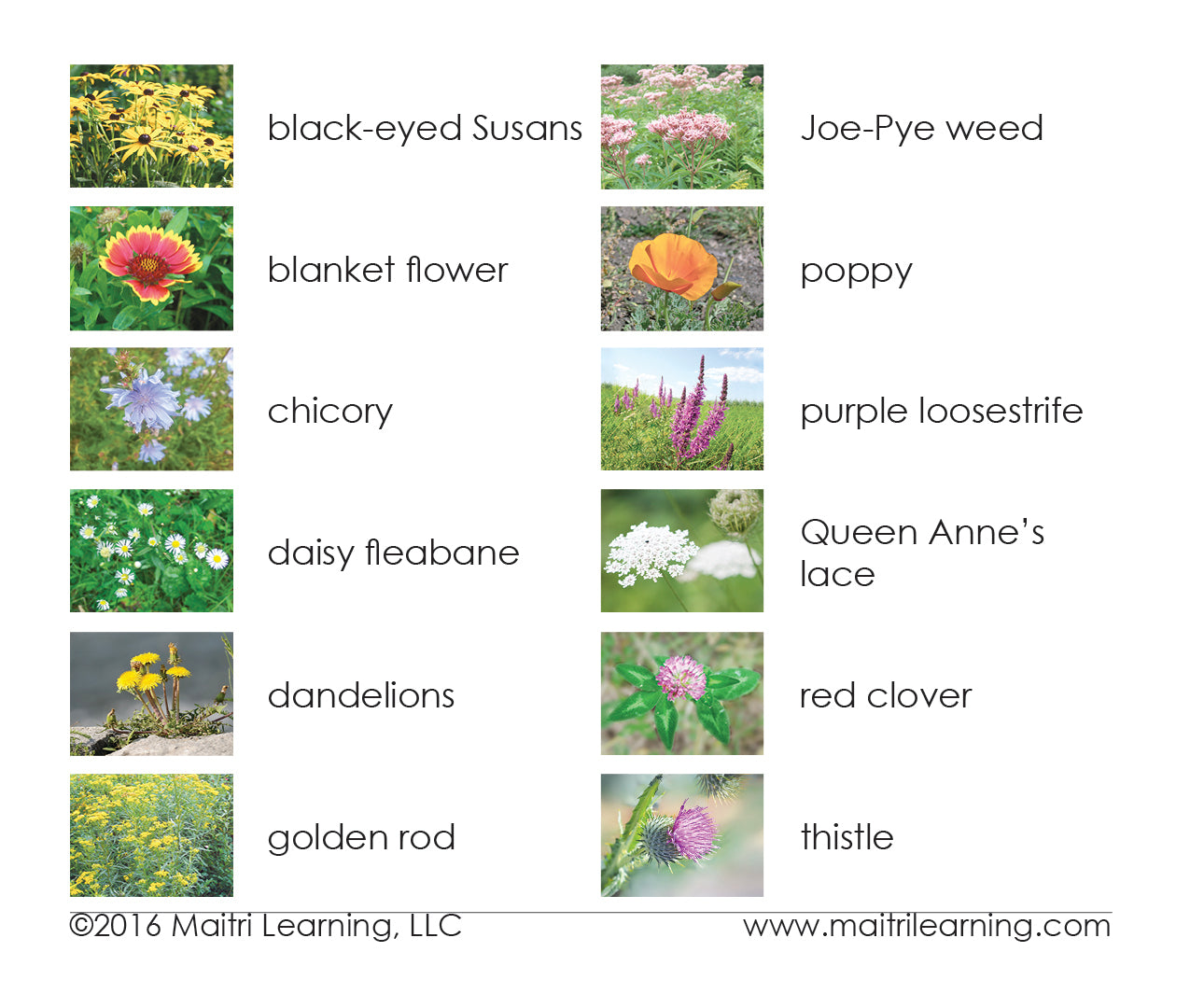 Imperfect Wildflowers Vocabulary - Maitri Learning