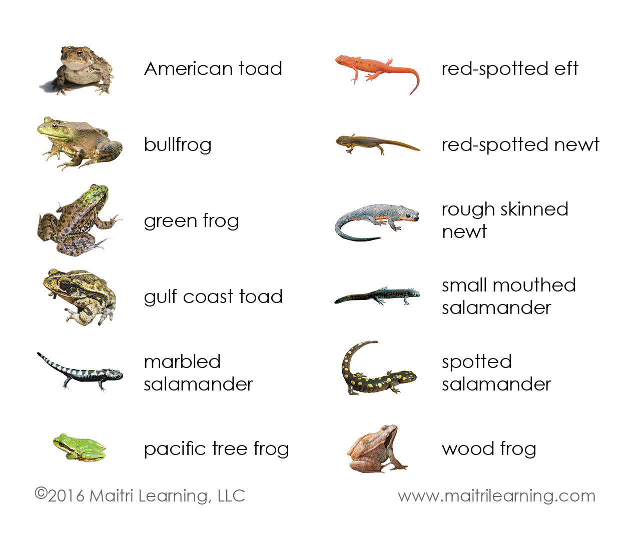 Amphibians 3-Part Reading - Maitri Learning