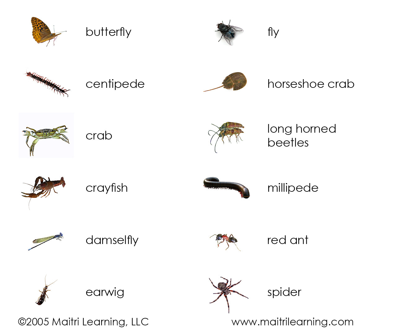 Imperfect Arthropods 3-Part Reading - Maitri Learning