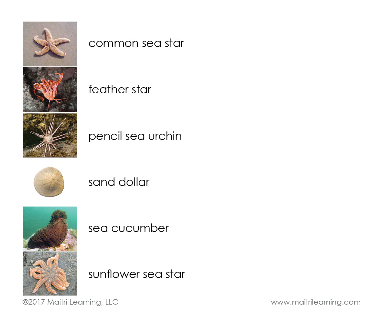 Echinoderms 3-Part Reading - Maitri Learning