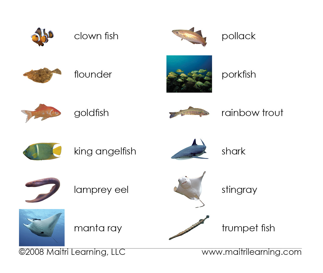 Imperfect Fish Vocabulary - Maitri Learning