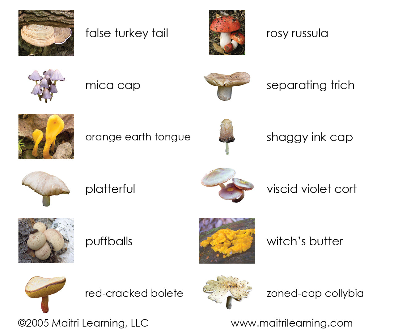 Imperfect Fungi Kingdom 3-Part Reading - Maitri Learning