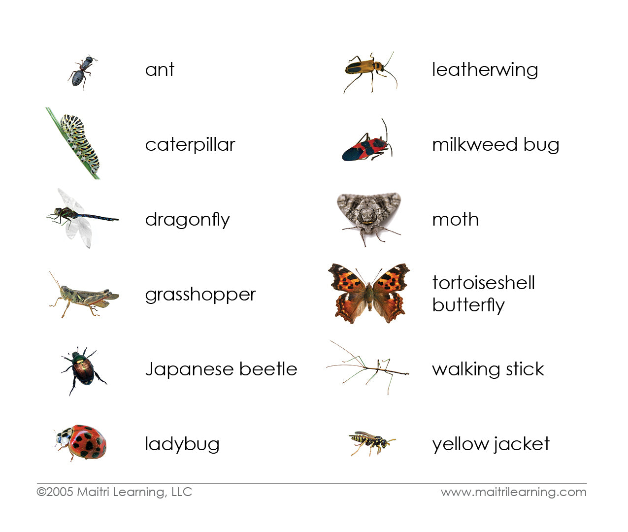 Imperfect Insects Vocabulary - Maitri Learning