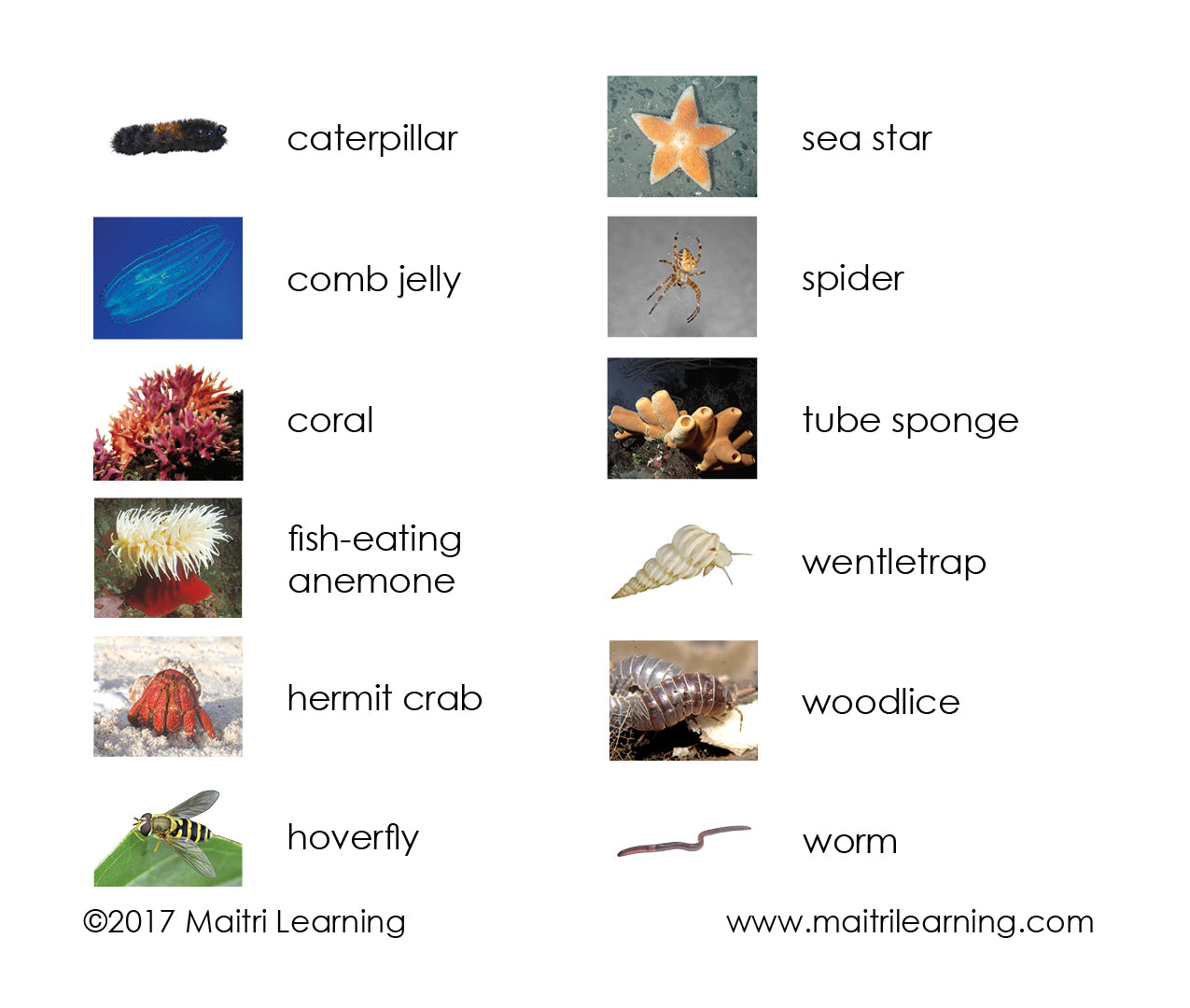 Imperfect Invertebrates 3-Part Reading - Maitri Learning