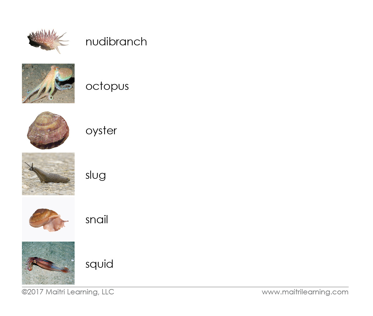 Mollusks 3-Part Reading - Maitri Learning