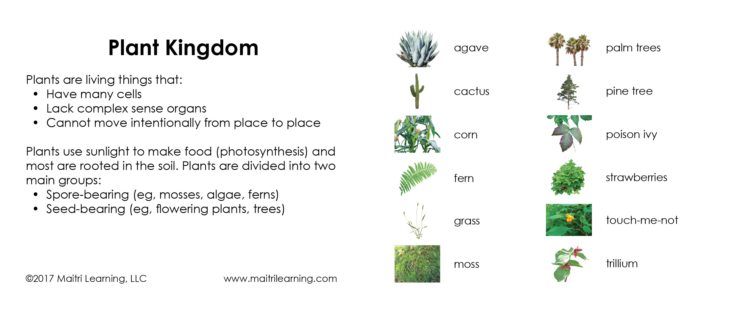 Plant Kingdom 3-Part Reading - Maitri Learning