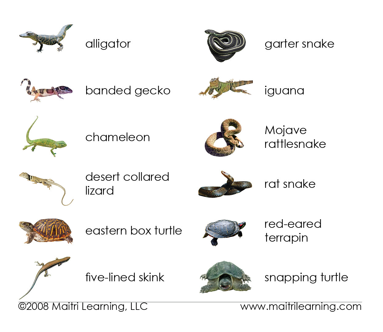 Reptiles 3-Part Reading - Maitri Learning