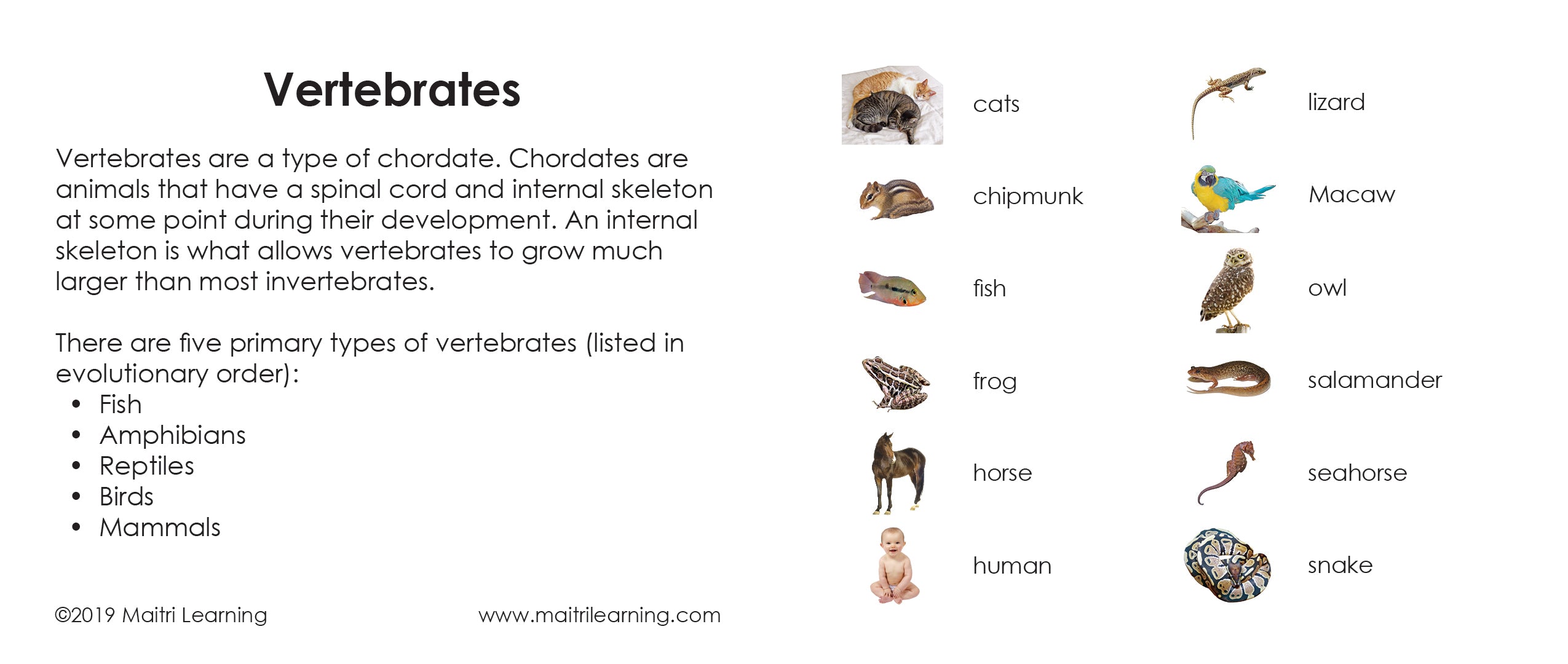 Vertebrates 3-Part Reading - Maitri Learning
