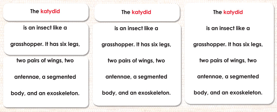 Parts of the Katydid (Grasshopper) Definitions - Maitri Learning