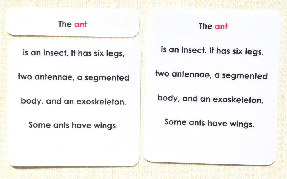 "Parts of" the Ant Definitions - Maitri Learning