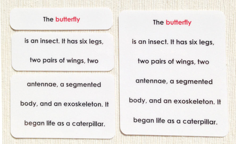 "Parts of" the Butterfly Definitions - Maitri Learning
