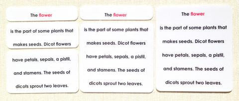 Botany Definition Card Set - Maitri Learning
