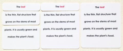 Botany Definition Card Set - Maitri Learning