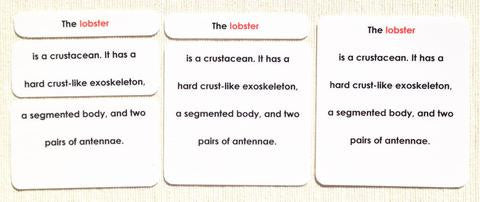 Invertebrates Definition Card Set - Maitri Learning