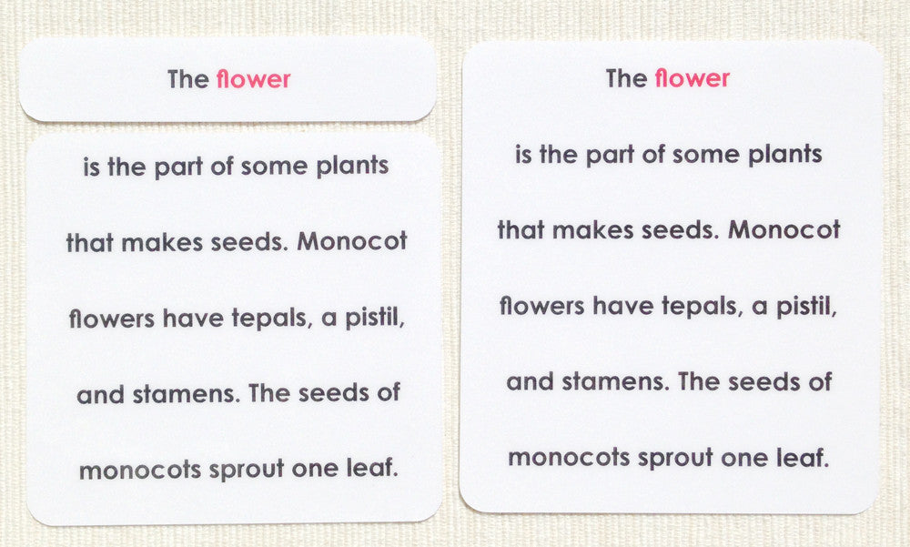 "Parts of" the Flower (Monocot) Definitions - Maitri Learning