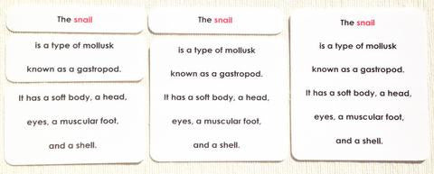 Invertebrates Definition Card Set - Maitri Learning