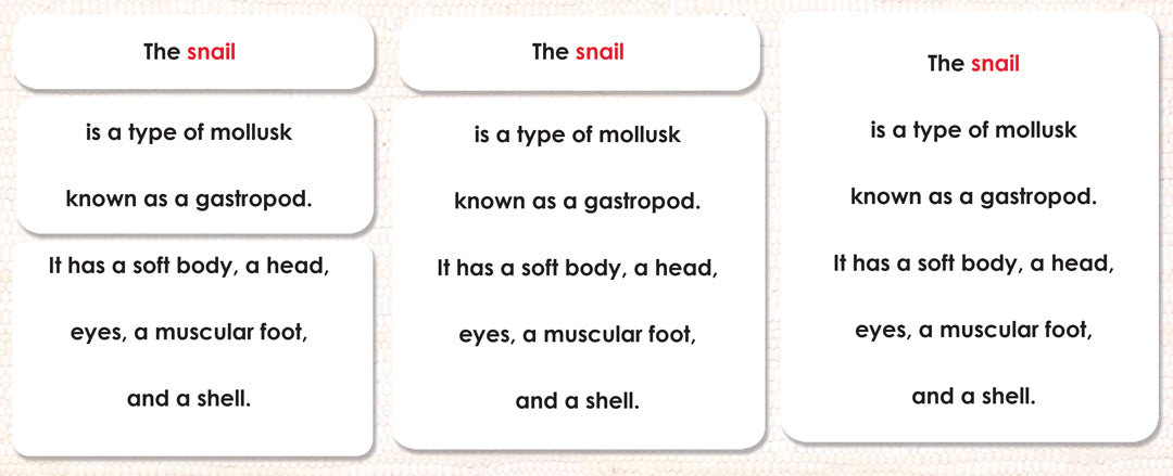 Parts of the Snail Definitions - Maitri Learning