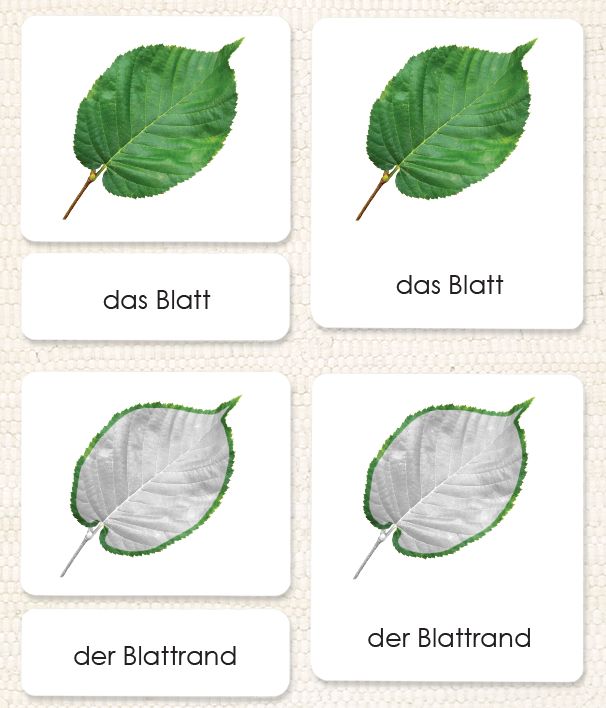 German Parts of the Leaf 3-Part Reading - Maitri Learning