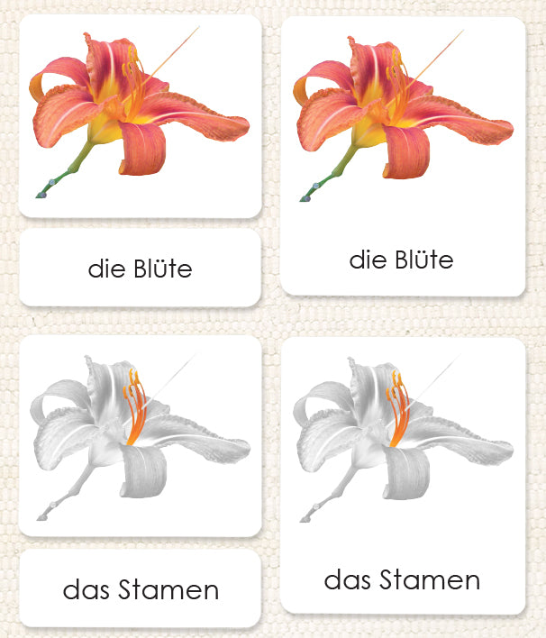 German Parts of the Flower (Monocot) 3-Part Reading