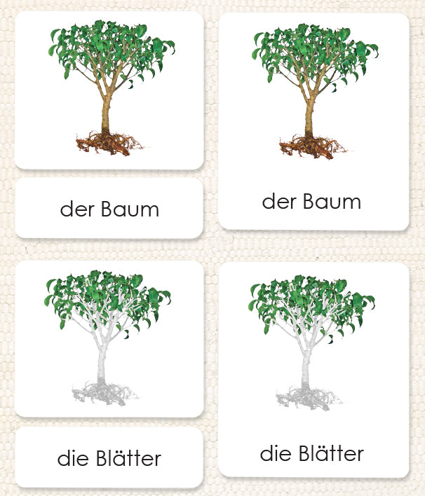 German "Parts of" the Tree 3-Part Reading - Maitri Learning