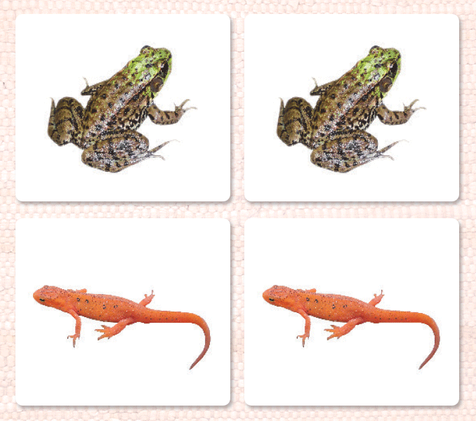 Amphibians Matching - Maitri Learning
